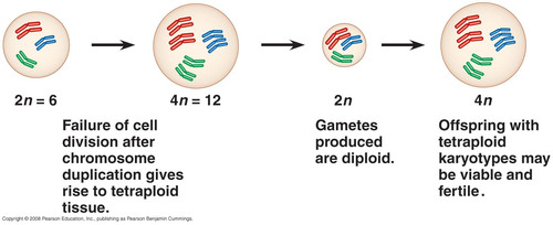 <p>The state of having more than two full sets of chromosomes due to a mutation that doubled the chromosome number; i.e.: a failure of cell division can double a cell&apos;s chromosome number from the diploid number (2n) to a tetraploid number (4n)</p>