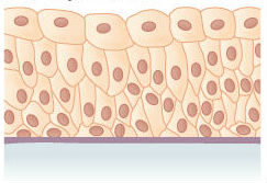 <p><span>This is an example of </span><span style="color: mediumseagreen"><strong>[...]</strong></span><span> epithelial tissue</span></p>