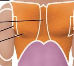 <p>Anterior Axial Region- Thoracic</p>