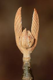 <p>What type of bud is this?</p>