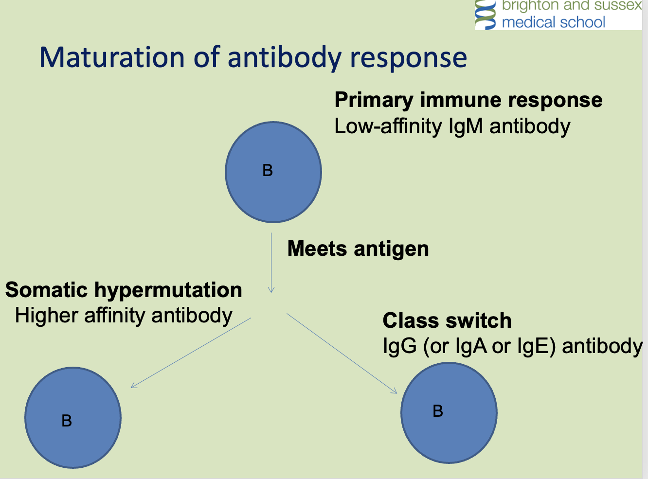 <p>When the B cells divide in the antigen-driven process, they do two things:</p><p><strong>Class switch:</strong> IgM in the ‘primary response’ switches to IgG. The variable region of the antibody remains the same</p><p><strong>Somatic hypermutation:</strong> Random mutations are introduced into the variable region of the antibody, so the daughter cells produce a slightly different antibody. Further rounds of clonal selection pick out the best receptors</p>