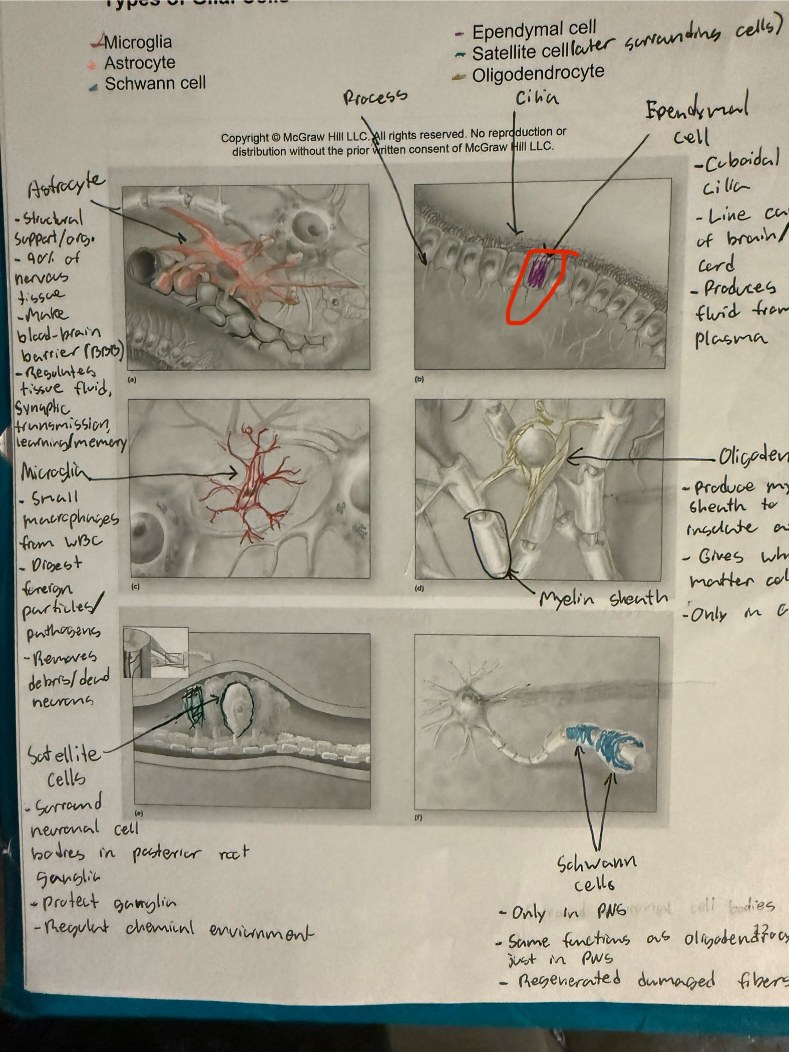 <ul><li><p>Glial cell</p></li><li><p>Cuboidal cell with cilia </p></li><li><p>Lines cavities of brain and spinal cord </p></li><li><p>Produces ceribrosponal fluid from blood plasma </p></li></ul><p></p>