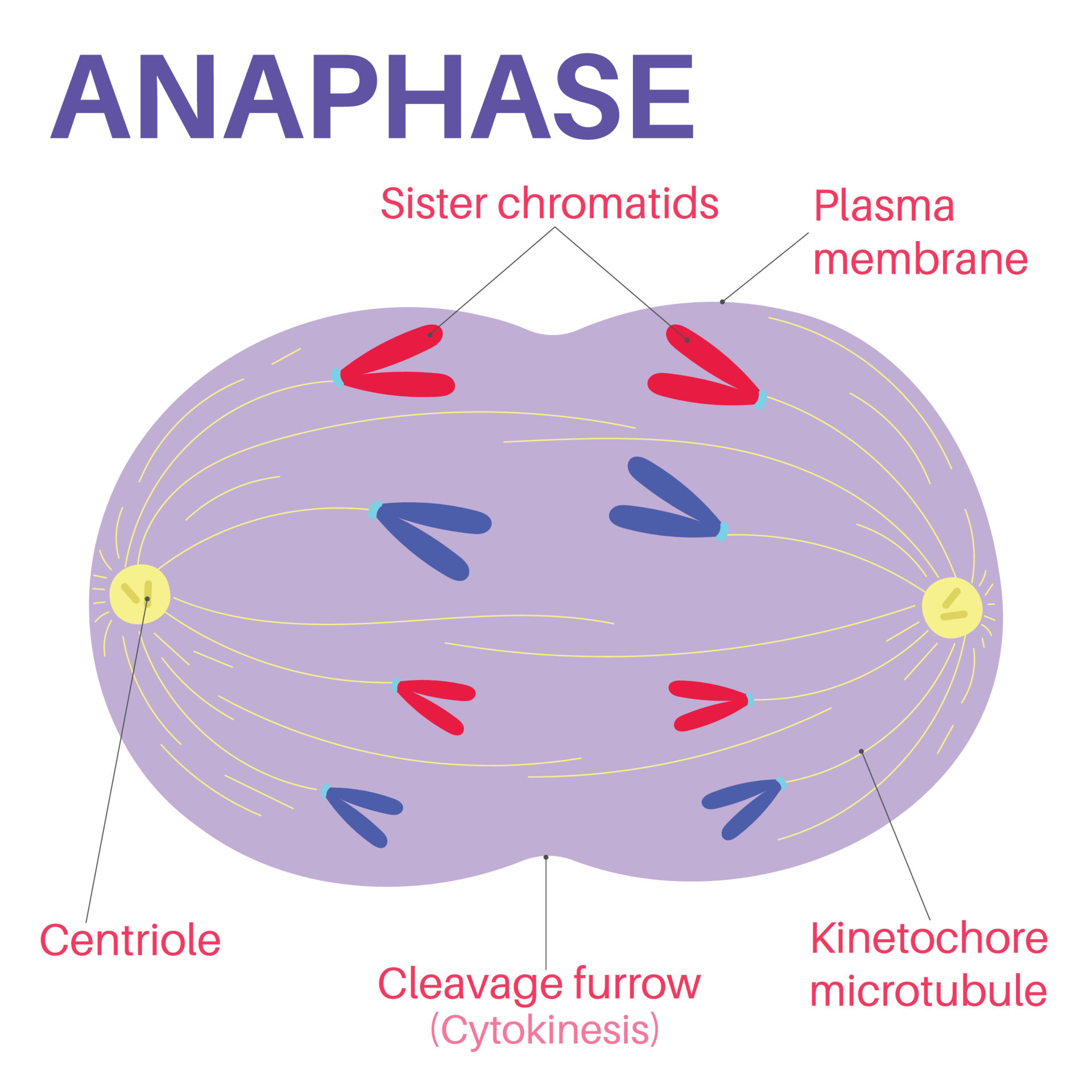 <ul><li><p>the chromatid pairs are separated by spindle fibres to poles of the cell</p></li></ul><p></p>