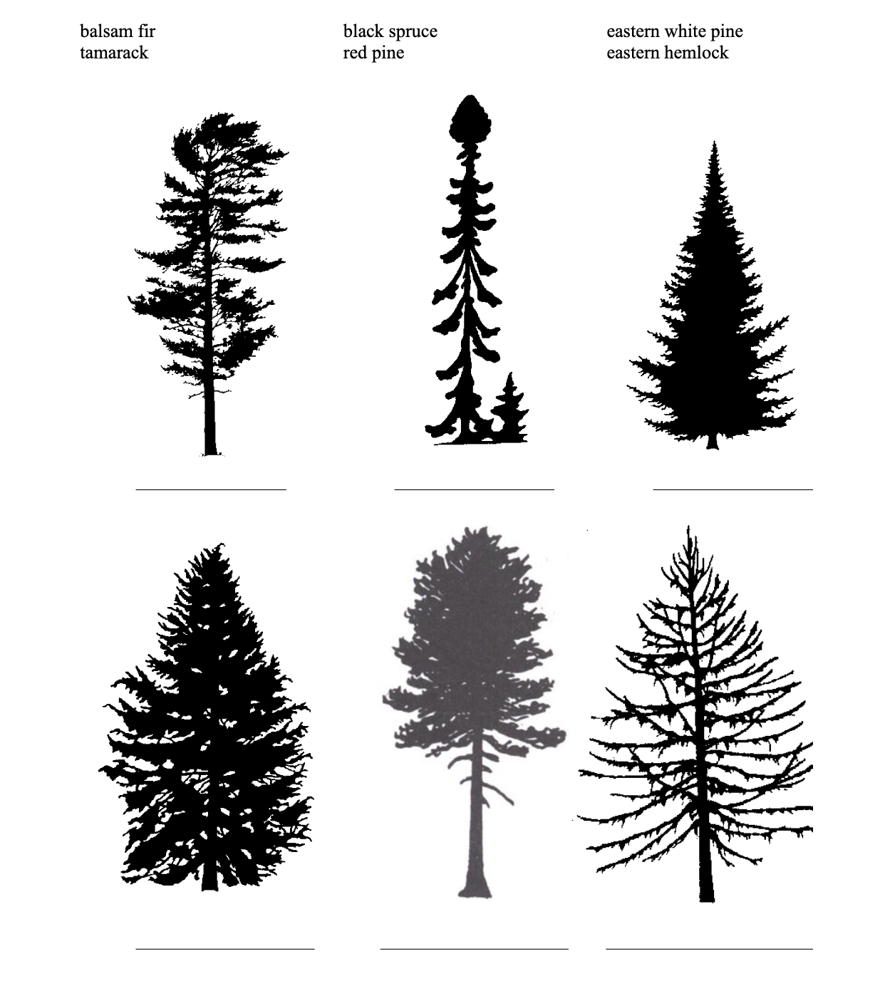 Match the species to the silhouettes (write in the species name beneath):
eastern white pine 