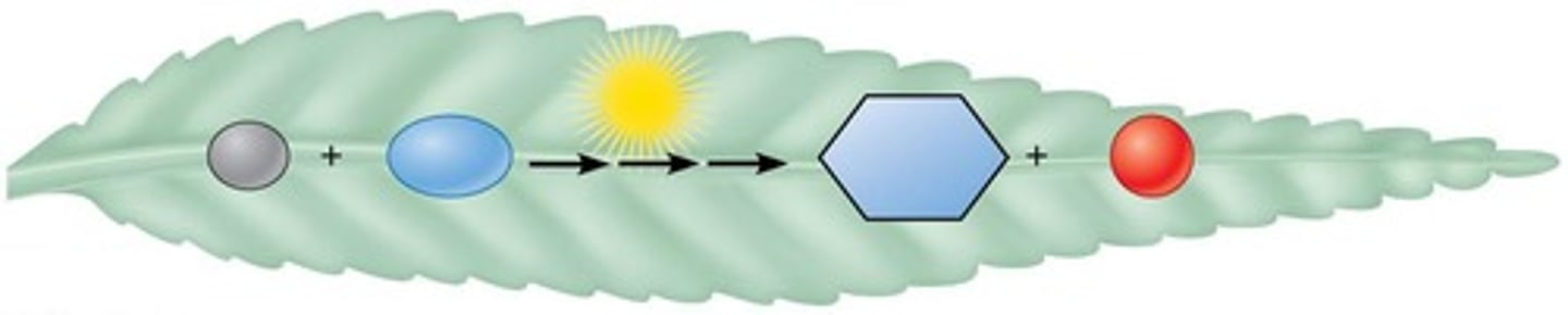 <p>To convert solar energy into the chemical energy of food molecules (glucose).</p>