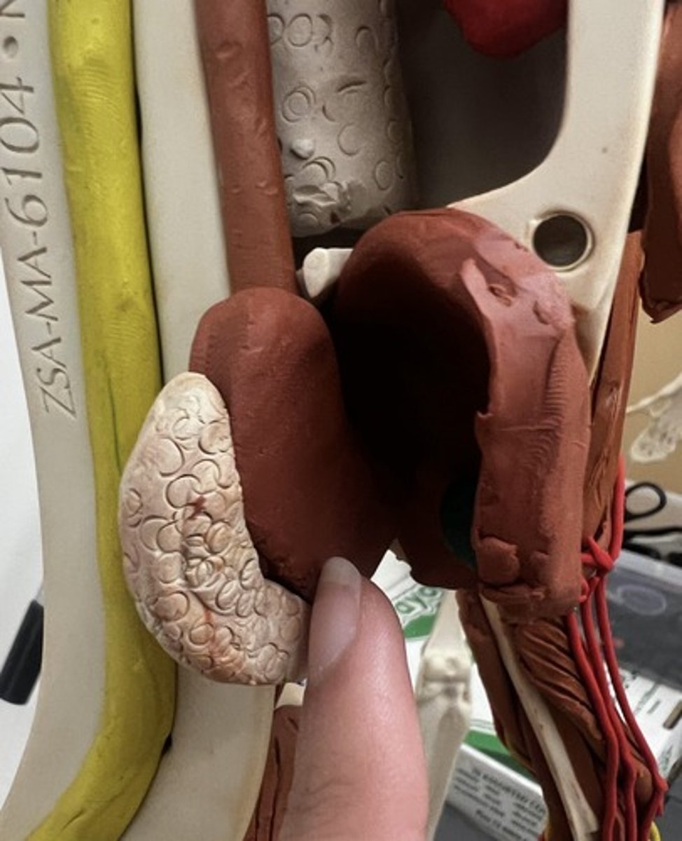 <p>large muscular sac that continues the mechanical and chemical digestion of food</p>