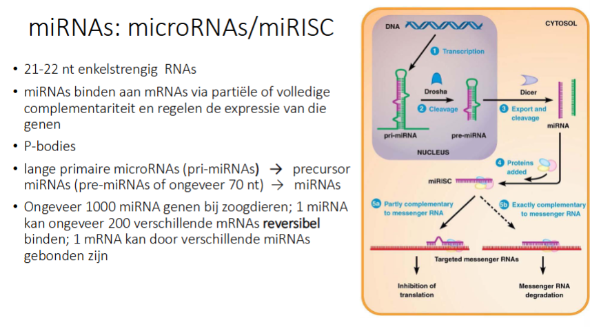 <ul><li><p>Transcriptie → pri-miRNA</p></li><li><p>Drosha (= nucleair ribonuclease) knipt pri-miRNA en je krijgt pre-miRNA</p></li><li><p>pre-miRNA gaat naar cytosol</p></li><li><p>Dicer in cytosol knipt pre-miRNA in kleine ss miRNA</p></li><li><p>1 van de 2 strengen wordt afgebroken, de andere wordt bezet met eiwitten</p></li><li><p>2 opties</p><ul><li><p>Hoofdweg:</p><ul><li><p>het miRNA hybridiseert op mRNA obv partiële complementariteit (dus niet 100%), dus 1 miRNA kan op verschillende mRNAs binden</p></li><li><p>We krijgen inhibitie van translatie, maar mRNA blijft</p></li><li><p>het mRNA:miRNA complexen worden gestockeerd in P-bodies</p></li><li><p>Als de cel het dan nodig heeft, kan het uit de P-bodies komen → miRNA afbreken → kan weer translatie gebeuren</p></li></ul></li><li><p>Niet hoofdweg:</p><ul><li><p>miRNA is 100% complementair aan mRNA → mRNA wordt afgebroken</p></li></ul></li></ul></li></ul><p></p>