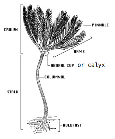 <ul><li><p>mostly live in the deep ocean (more than 500 m below sea level) attached to the bottom</p></li><li><p>Living fossils.</p></li><li><p>All crinoids are passive suspension feeders.</p></li><li><p>Direct development.</p></li><li><p>U-shaped gut - mouth and anus on same surface</p></li></ul><p></p>