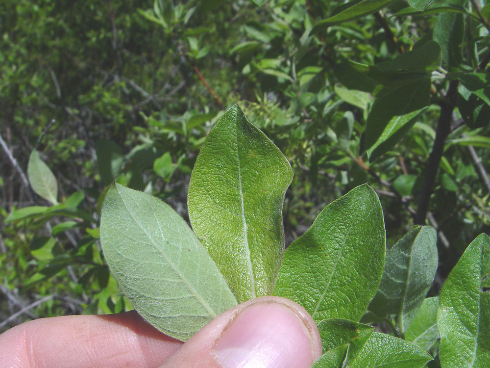 <p>Name this tree (scientific + common name)</p>