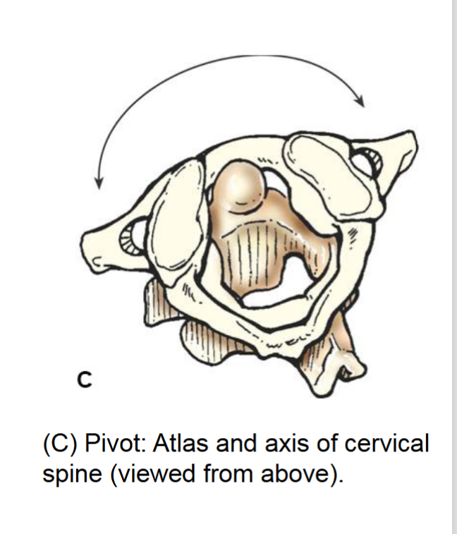 <p>pivot joint </p>