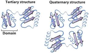 <ul><li><p>some proteins have multiple compact structures called domains linked by flexiable sections in the polypeptide these often have no defined sturcture</p></li></ul><p></p>