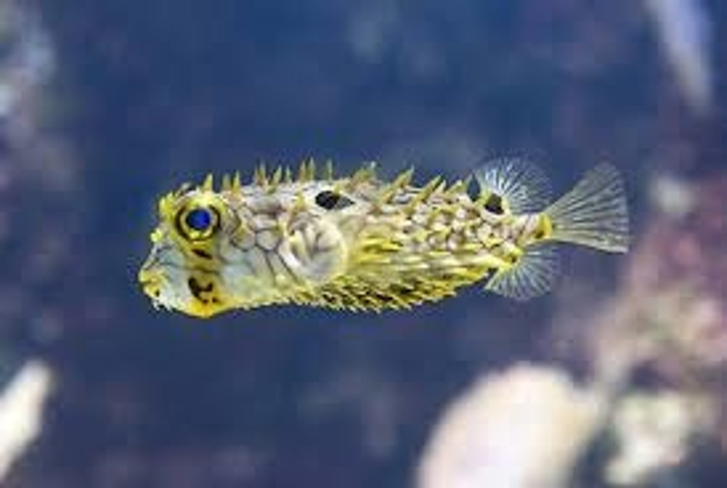 <p>porcupine fish</p>