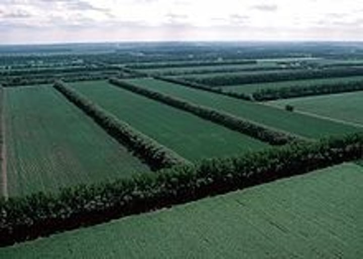 <p>A soil conservation strategy involving planting trees or bushes between fields (shelter belts) or by alternating low and high crops in adjacent fields. The goal is to reduce erosion from the wind.</p>