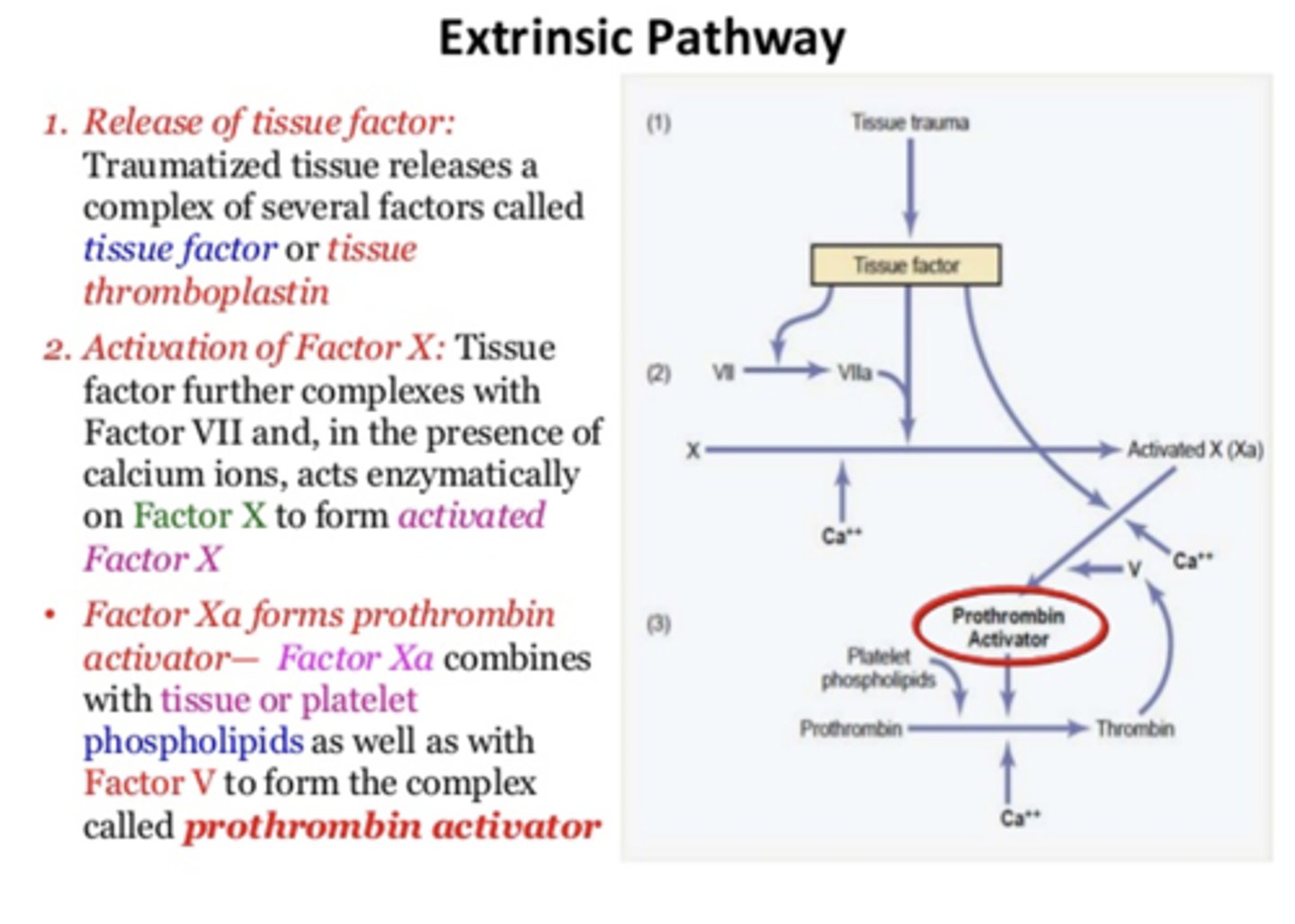 <p>Extrinsic pathway</p>