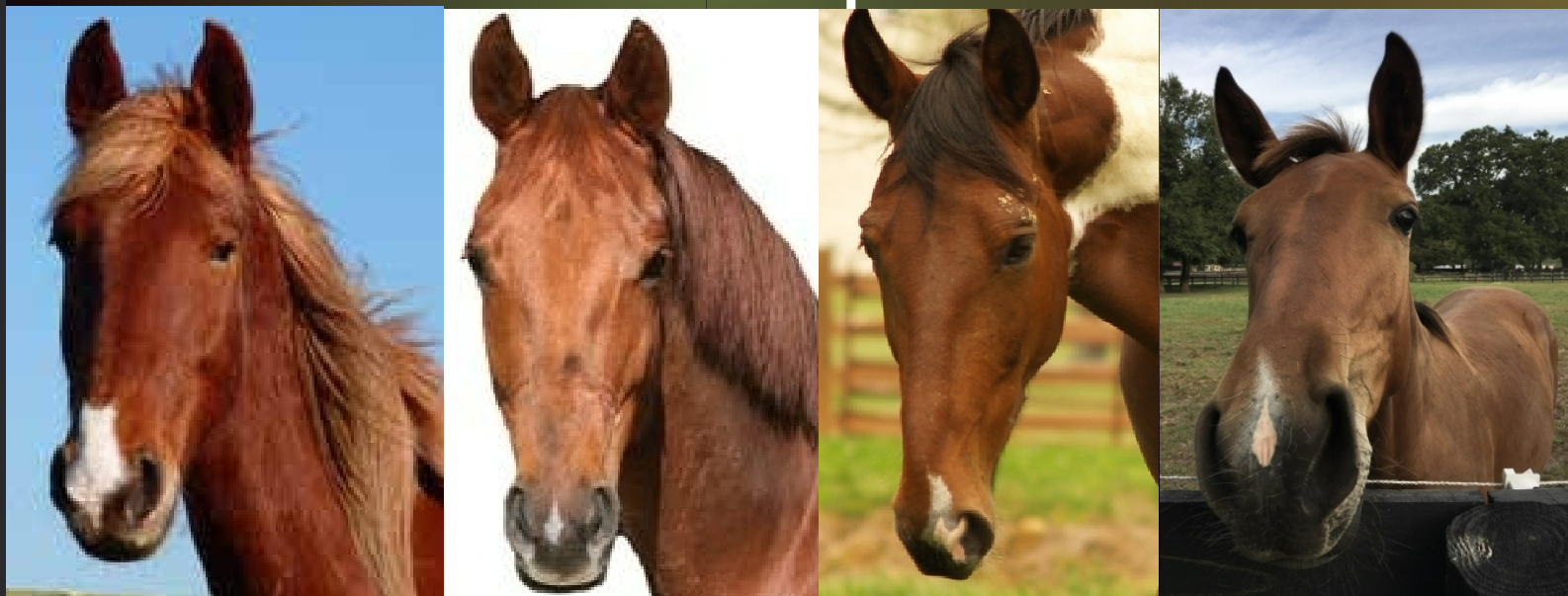<ul><li><p>marking</p></li><li><p>Small white marking on the muzzle</p></li></ul><p></p>