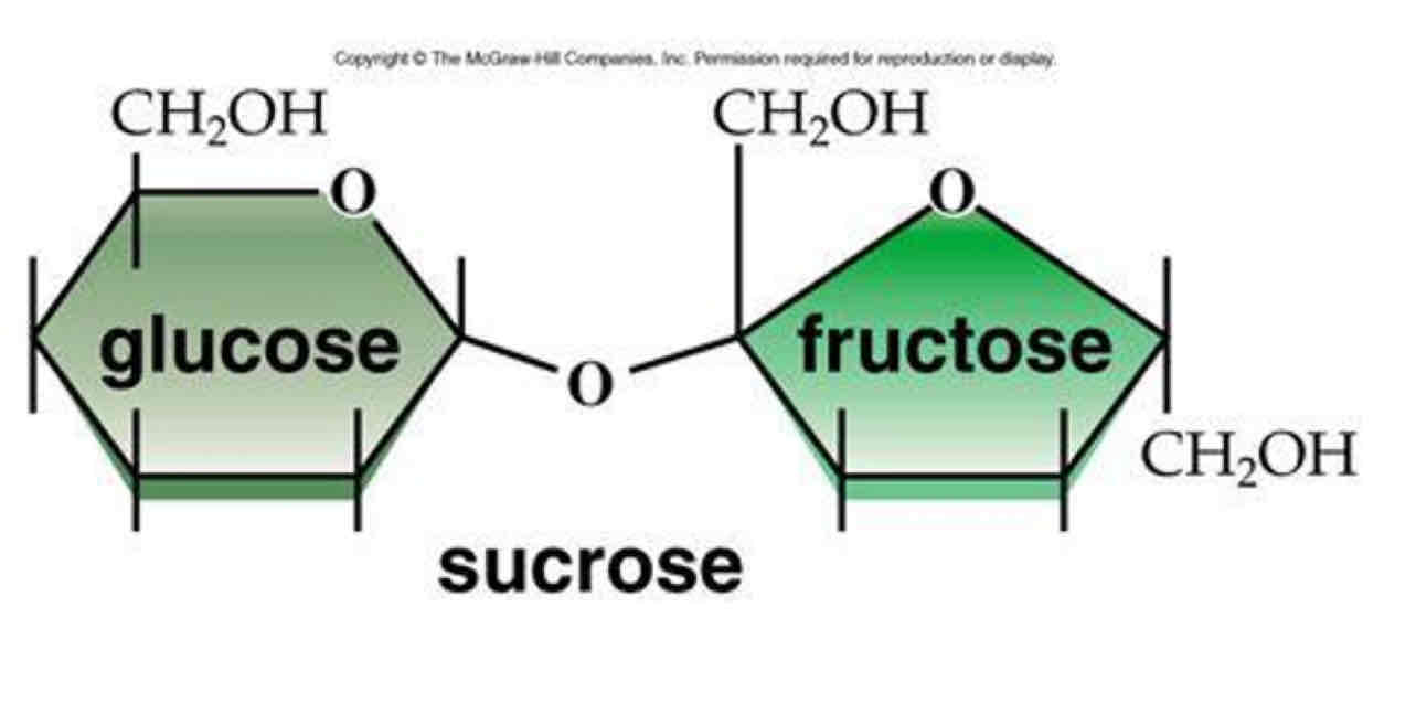 <p>α-glucose and fructose</p>