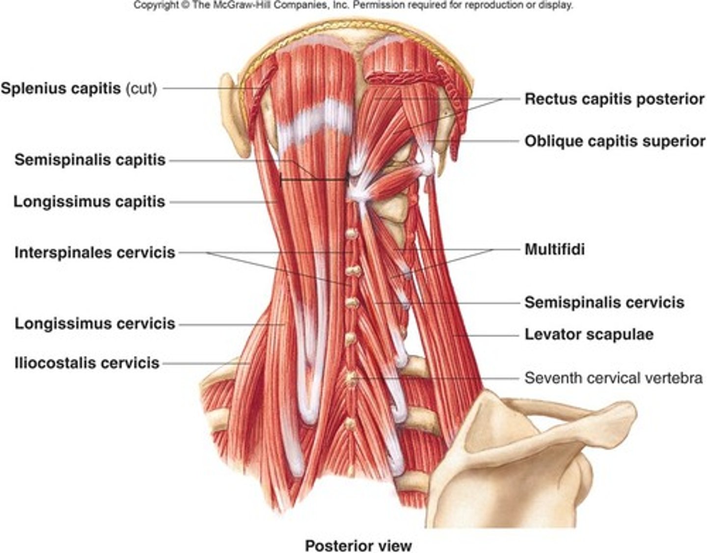 <p>Semispinalis capitis</p><p>Splenius capitis</p><p>Splenius cervicis</p><p>Rectus capitis posterior major</p><p>Rectus capitis posterior minor</p><p>Obliquus capitis superior</p><p>Obliquus capitis inferior</p>