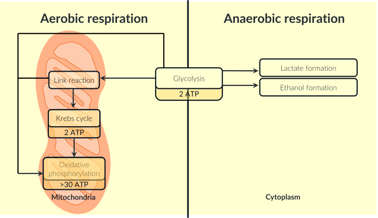 <p><span><span>Explain why more ATP is produced in aerobic respiration compared to anaerobic respiration.</span></span></p>