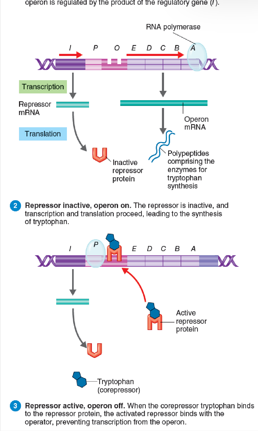 <p>Genes that are turned off (needs to have a condition satisfied to be turned back on)</p>