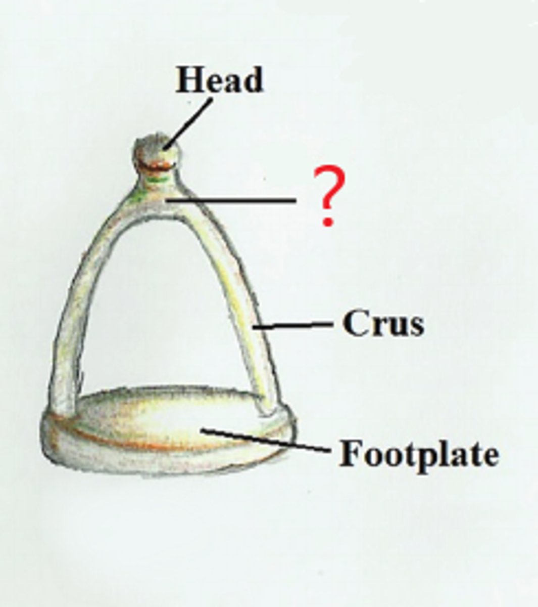 <p>connects head to the two crura (limbs). attachment point of stapedius muscle</p>