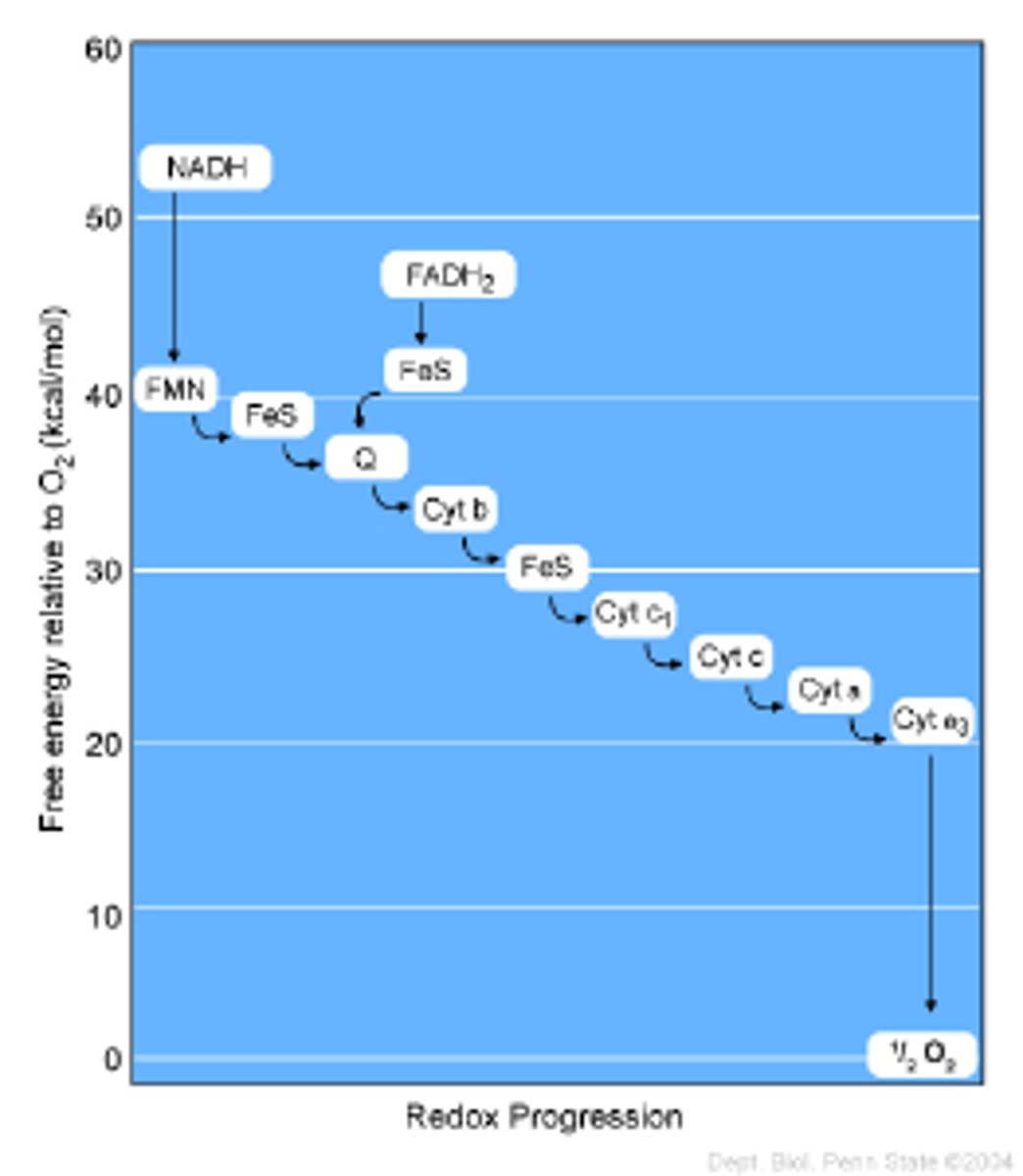 <p>A galvanic cell harnesses the flow of electrons that results from a spontaneous oxidation-reduction reaction to power a resistor. The electron transport chain harnesses the flow of electrons between biomolecules that are being spontaneously oxidized/reduced to produce ATP.</p>