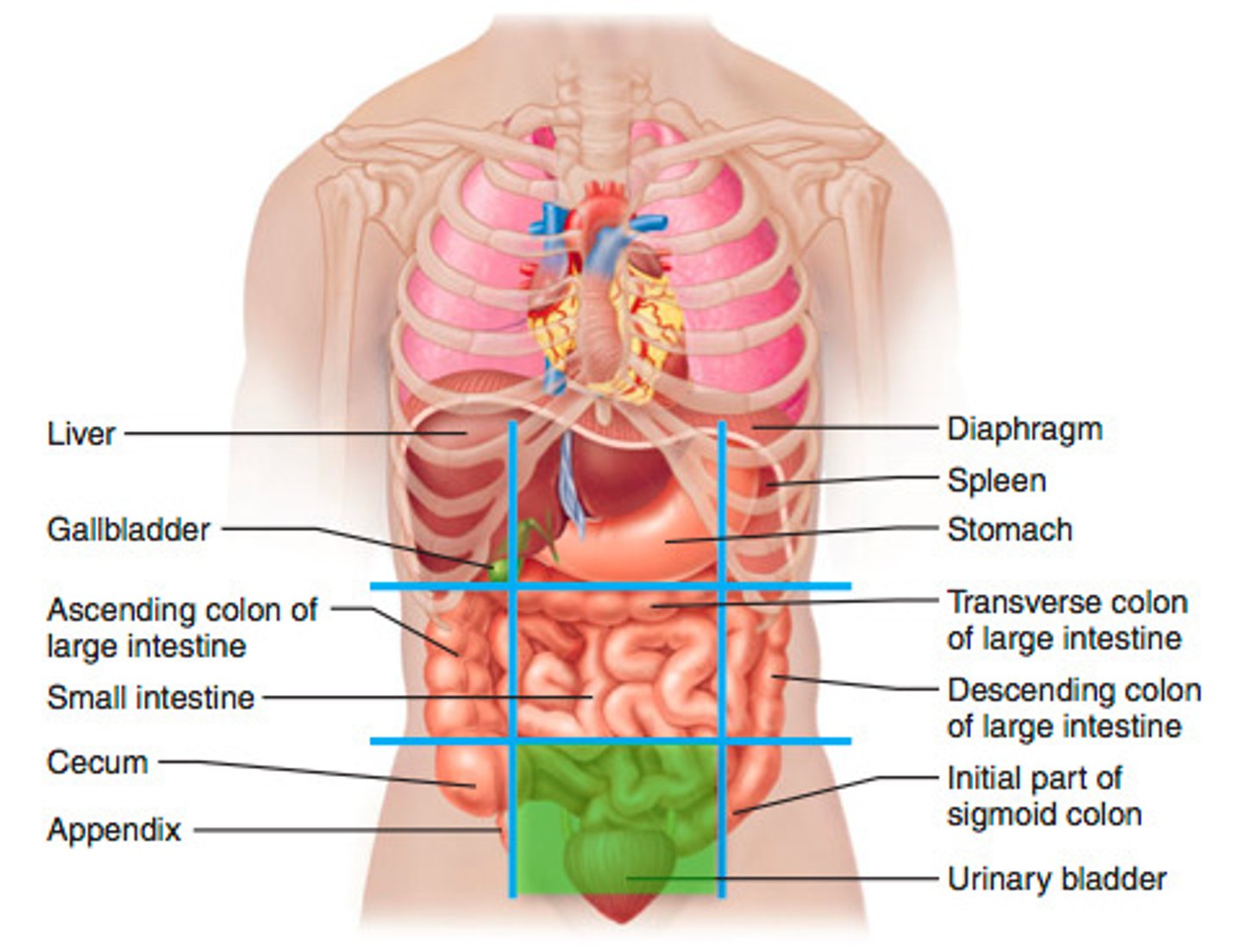 <p>urinary bladder, small intestine, sigmoid colon, female reproductive organs</p>