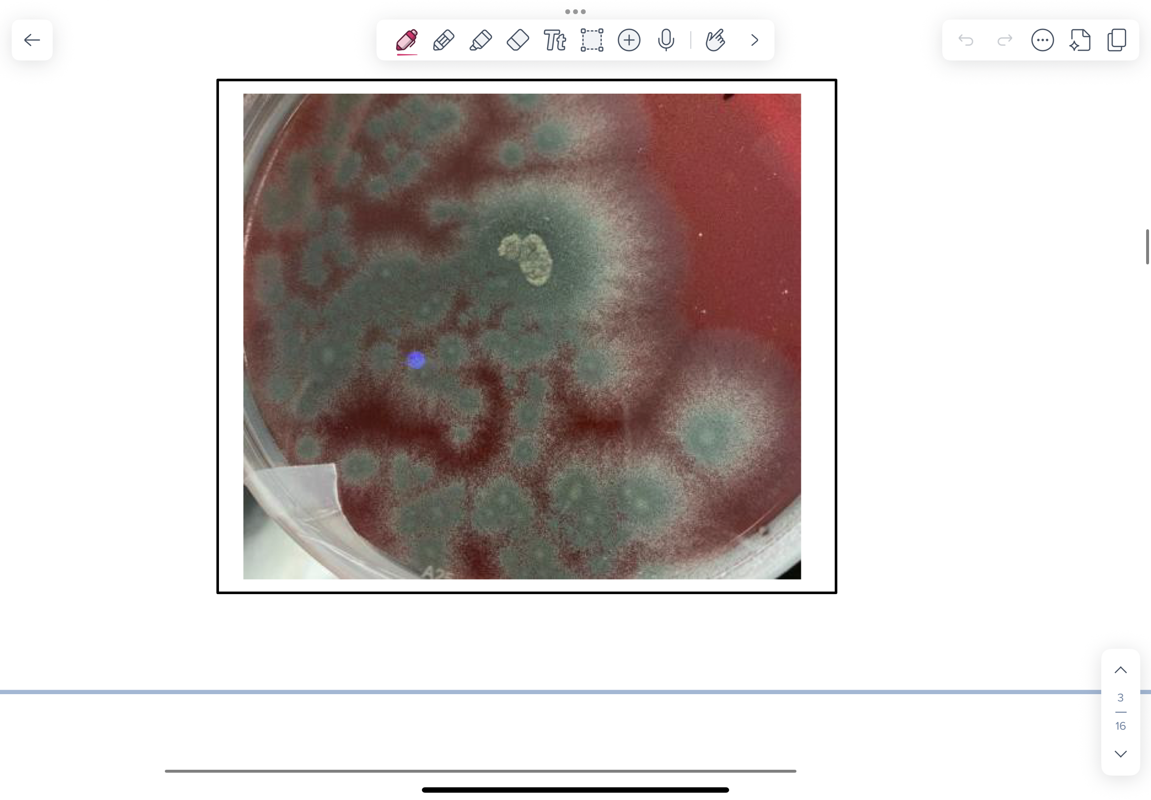 knowt flashcard image