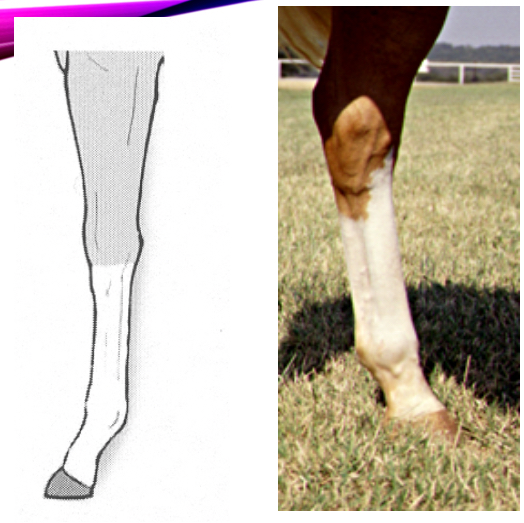<p><span>A full marking to the area of the knee on the foreleg and to the area of the hock on the hind leg. It is an extended sock.</span></p>