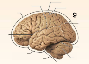 <p>Identify the structure labeled <strong>“g”</strong> in the image.</p>