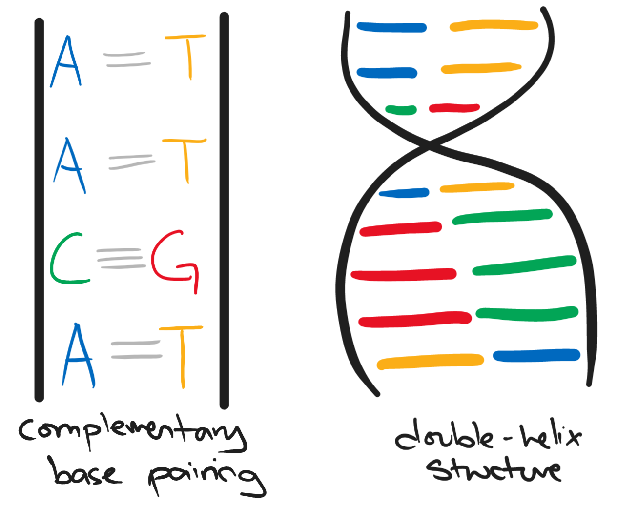 Adenine pairs with thymine; cytosine pairs with guanine; the bases pair by complementary base pairing.