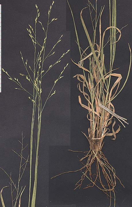Hall panicum