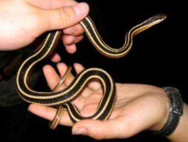 <p>Eastern ribbonsnake</p>