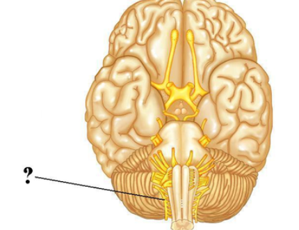 <p><span><span>Identify the indicated cranial nerve.</span></span></p>