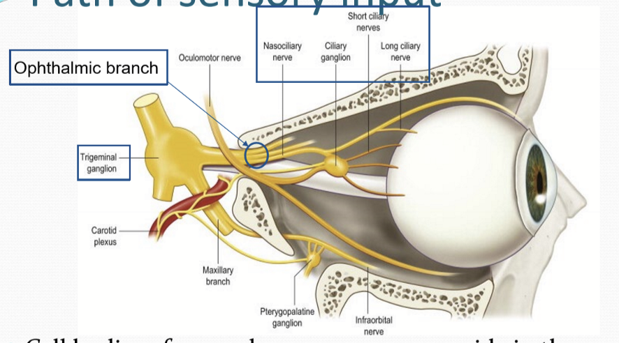 <p>They project through the nasociliary nerve, ciliary ganglion, and long and short ciliary nerves </p>