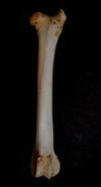 <p>same with ox, but smaller and slender</p>