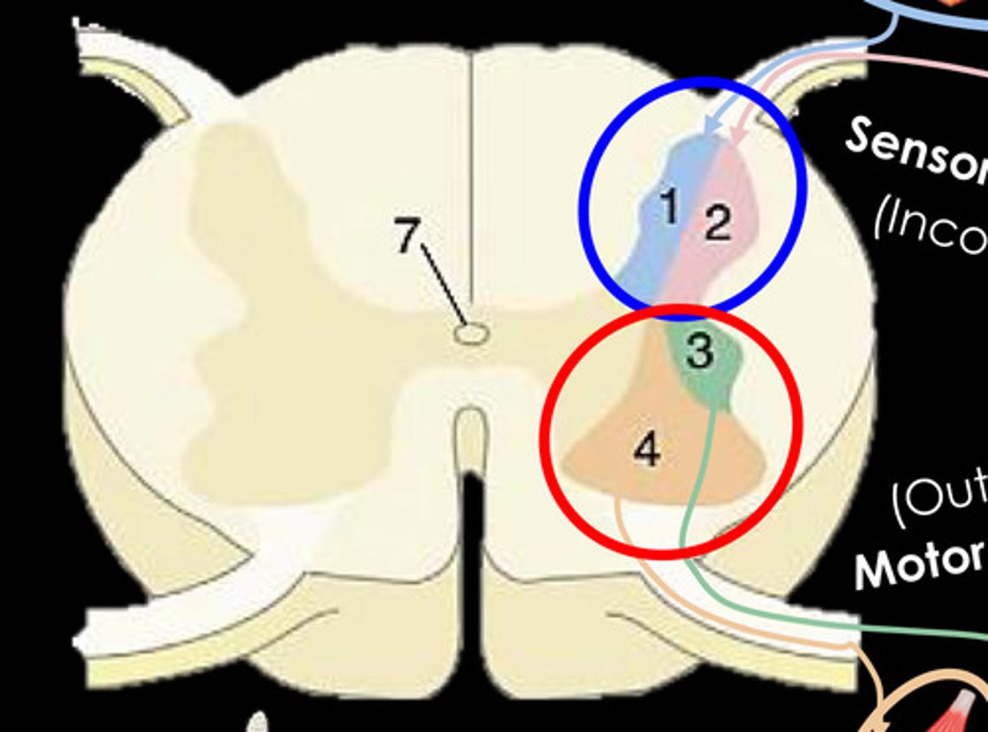 <p>What is 4?</p>