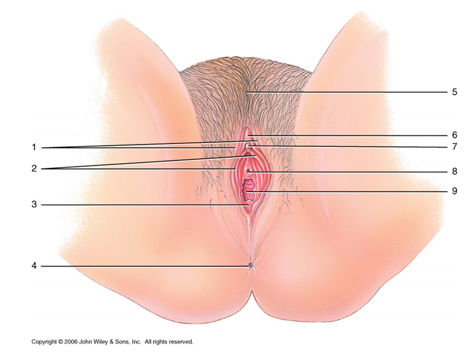 <p>What is the extension of the labia minora?</p>