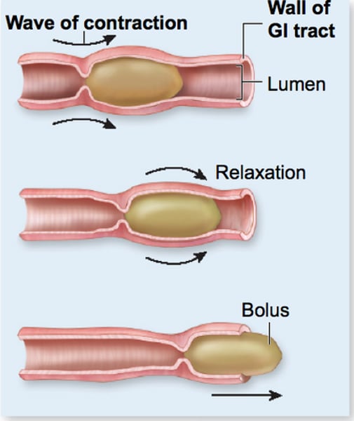 <p>the involuntary constriction and relaxation of the muscles of the intestine or another canal, creating wavelike movements that push the contents of the canal forward.<br> (process of digestion to elimination)</p>