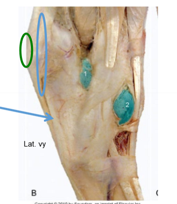 <p>Vad sträcker sig vid blå pil? Längs vadå?</p>