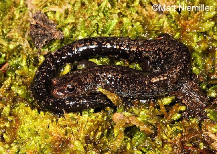 <p>A long, slender salamander (3.0 to 5.0 inches in length) with short legs and a long tail. The back color is dark brown to black with very fine silvery-white to brassy specks. The belly is uniformly dark with a lightly mottled chin.</p>