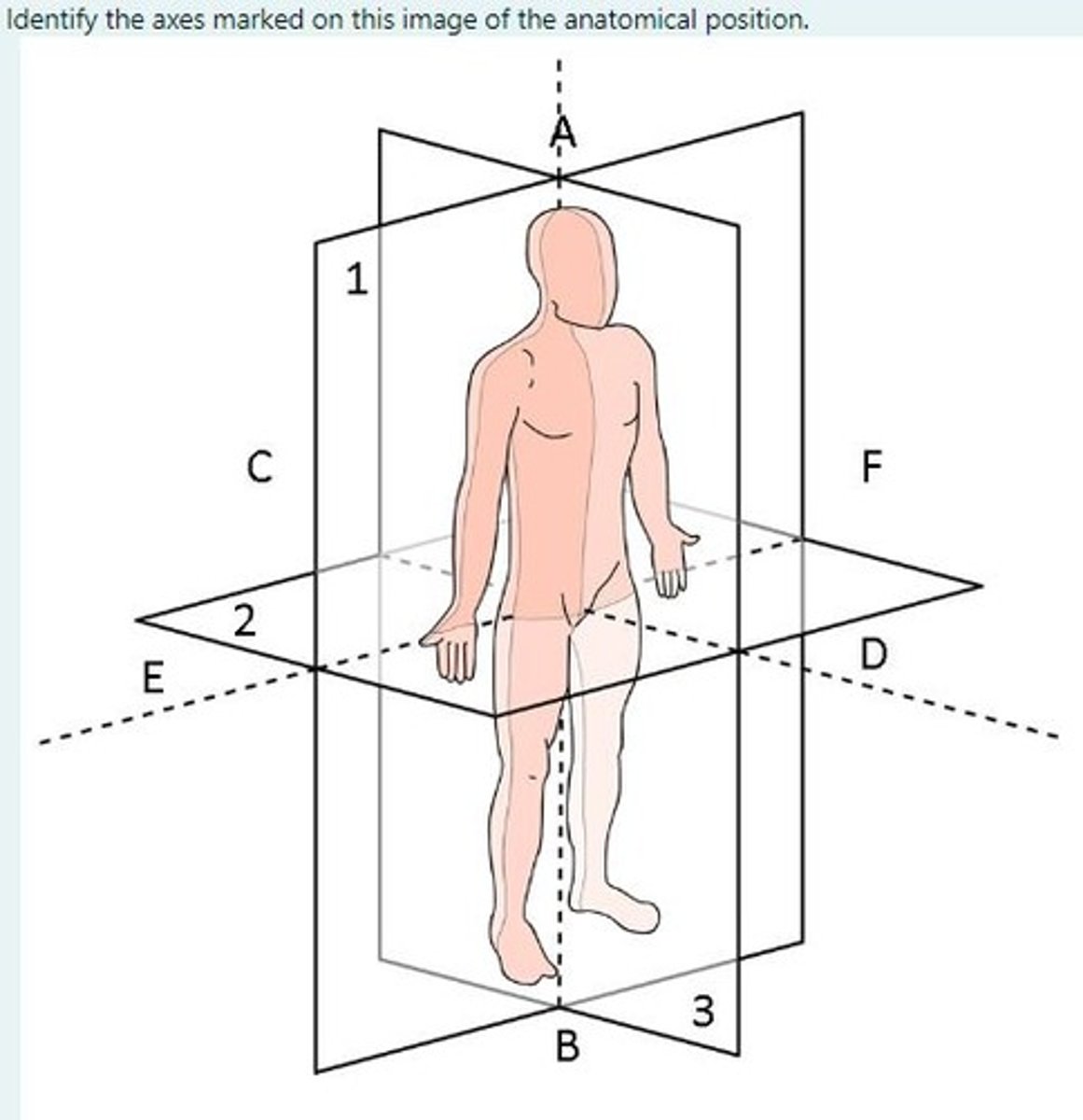 <p>C-D = Posterior-anterior</p><p>A-B = Cranial-caudal</p><p>E-F = Right-left</p>