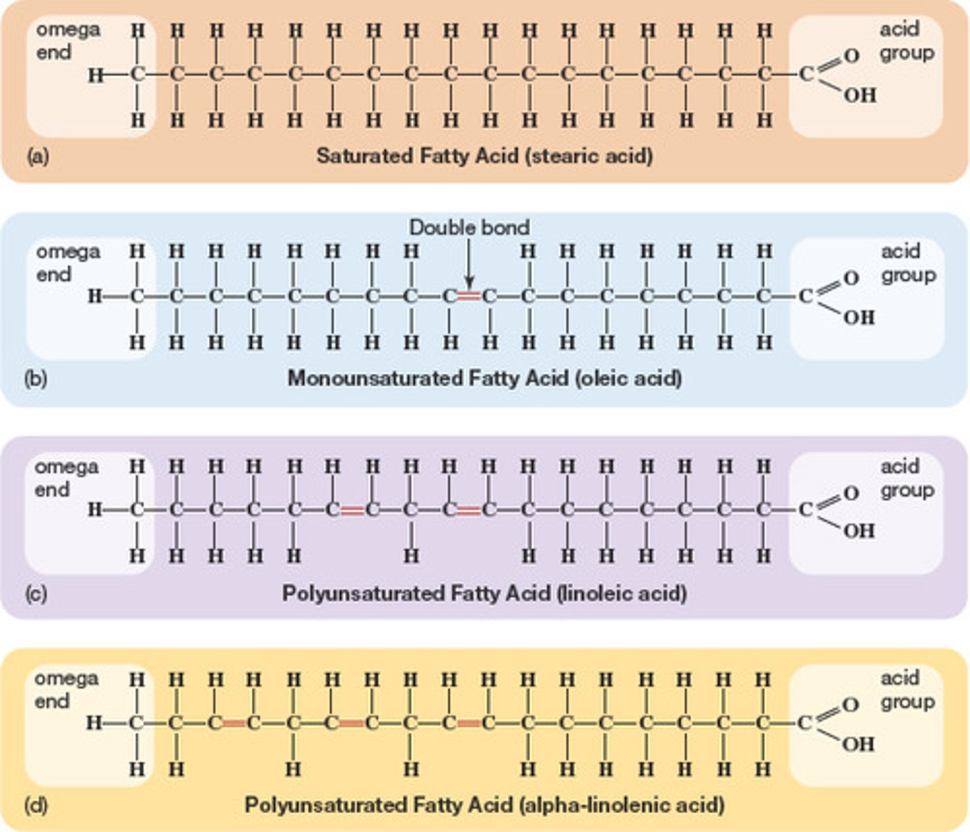<p>fatty acids that have one point of unsaturation--aka 1 "carbon-to-carbon" double bond</p>