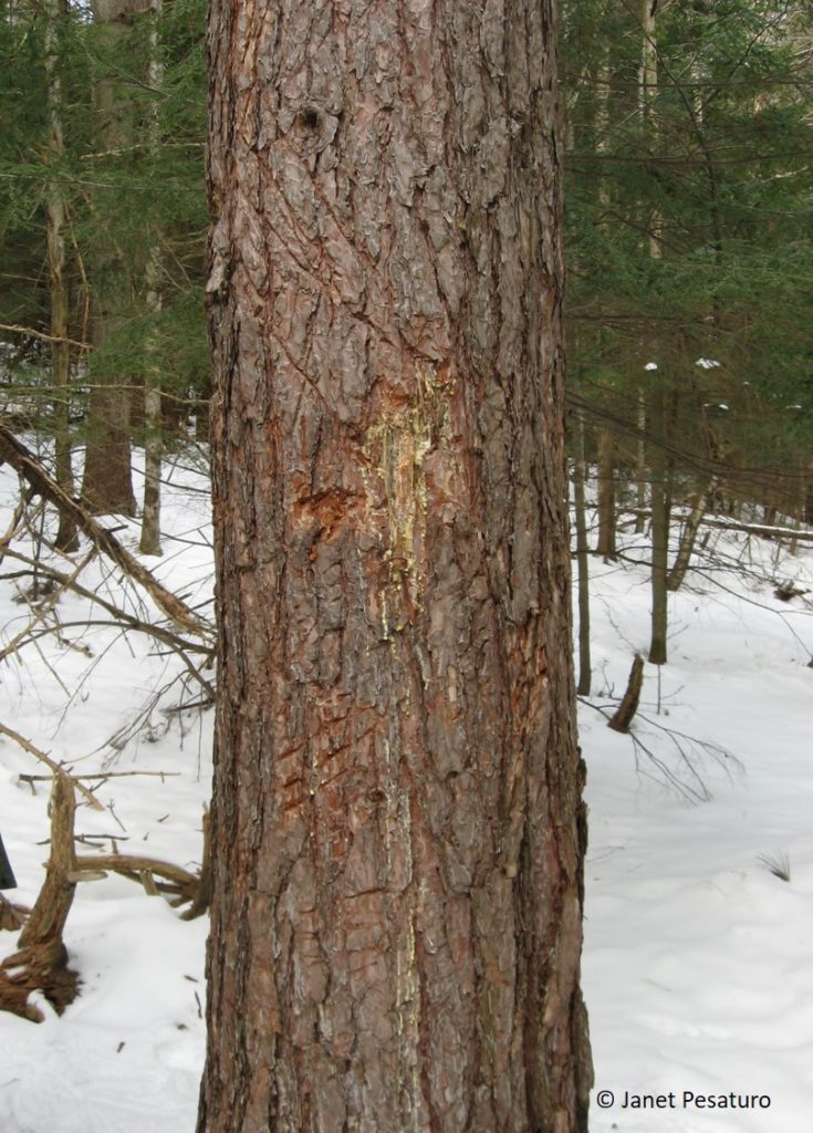 <p>Family Ursidae</p><p>Black bear: Black, blonde &amp; brown, no shoulder hump, pale muzzle.</p>