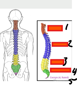 <p>coccyx</p>