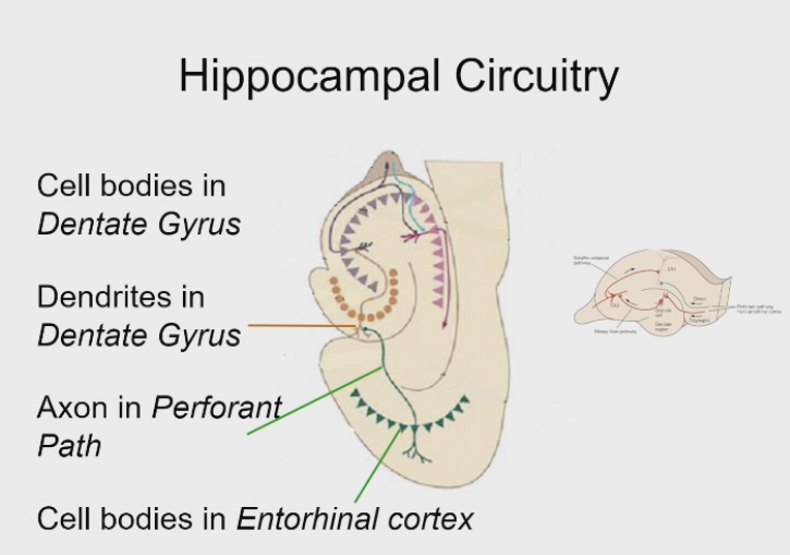<p>Pre discovery of LTP - Suitable circuity of the hipppo for measuring LTP -  anatomy </p>