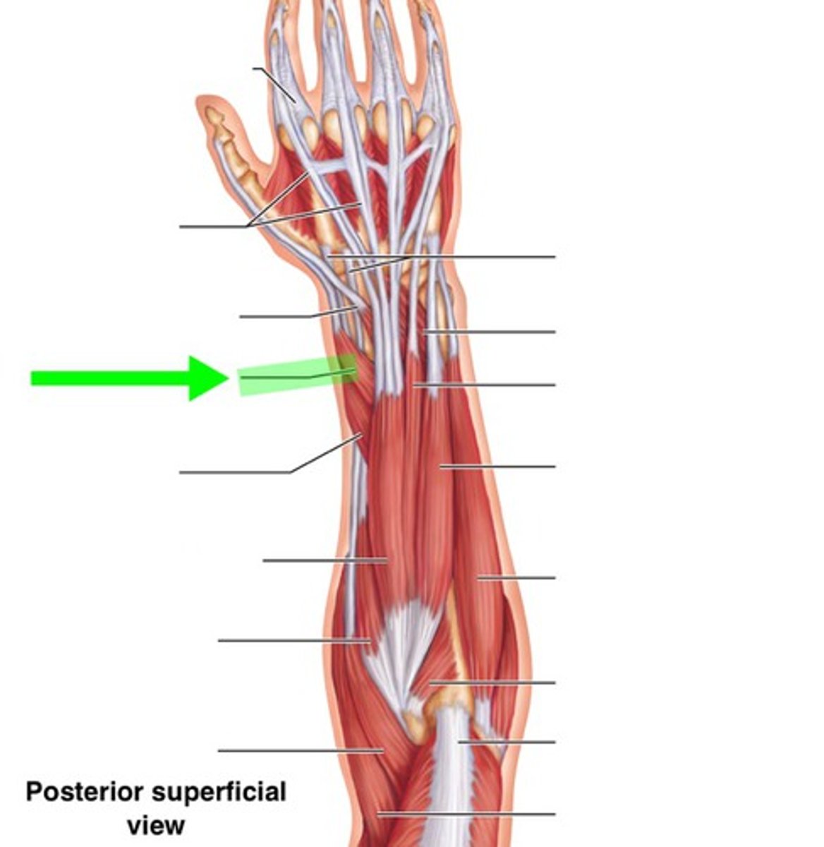 <p>Extends the pollex(thumb)</p>