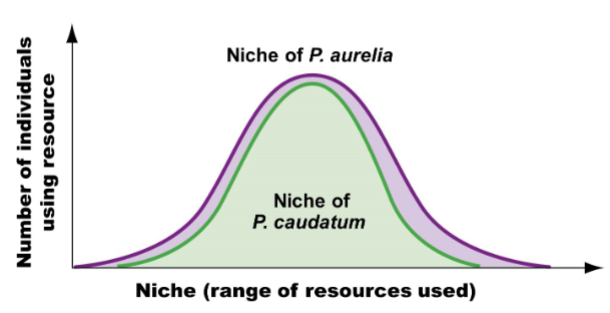 <p>a weak competitor has narrower niche and there are fewer individuals in the population</p>
