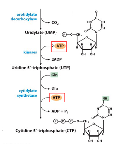 <p>- UMP phosphorylated to UTP</p><p>- after formation of UTP, amination can convert UTP to CTP</p>