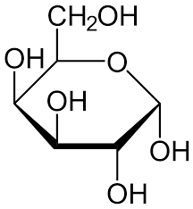 <p>α Galactose</p>