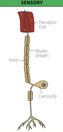 <ul><li><p>carry nerve impulses to brain where they are translated into ‘sensations’ (vision, hearing, taste, touch) </p></li><li><p>Some sensory neurons stop at spinal cord, allowing for quick reflex actions</p></li><li><p>Found in receptors (skin, eyes, ears, tongue)</p></li></ul><p></p>